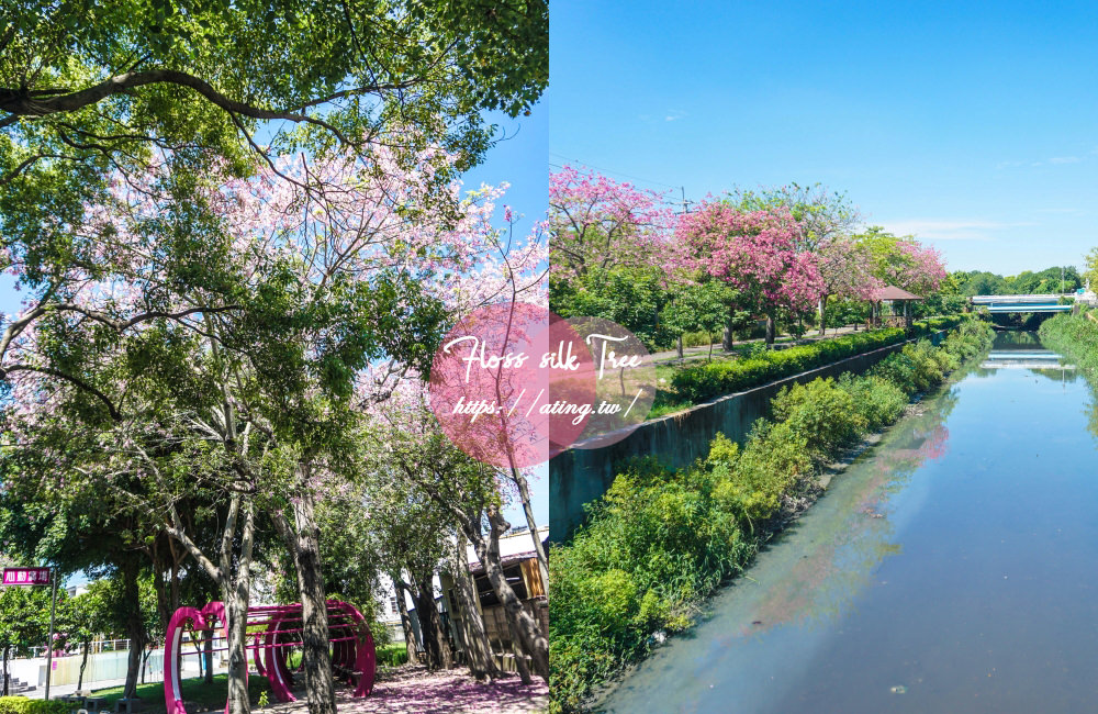 彰化景點北斗河濱公園河道旁台版櫻花美人樹盛開宛如來到日本- 婷玩味生活