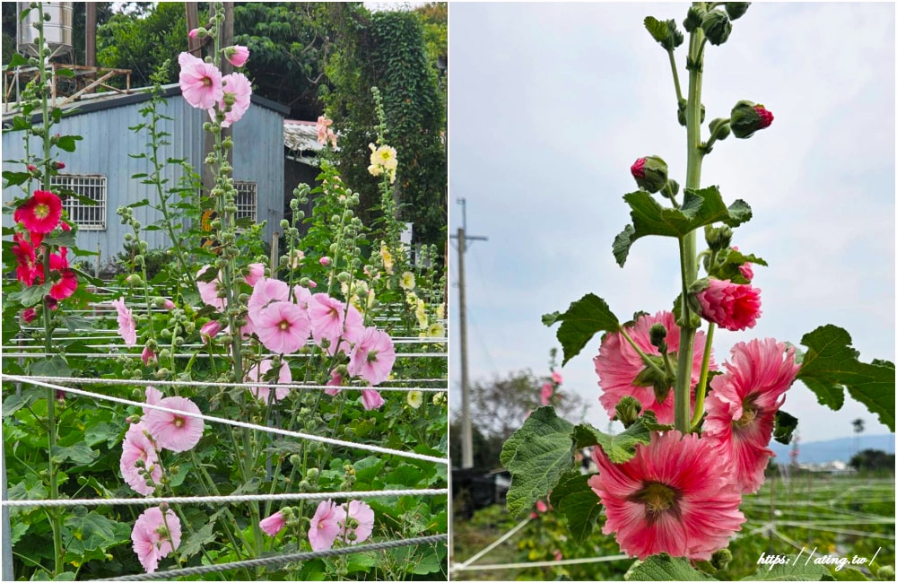 2026年田中窯創藝園區蜀葵花季花海迎春DIY、賞花吃美食 - 第27張圖 2026年田中窯創藝園區蜀葵花季花海迎春DIY、賞花吃美食