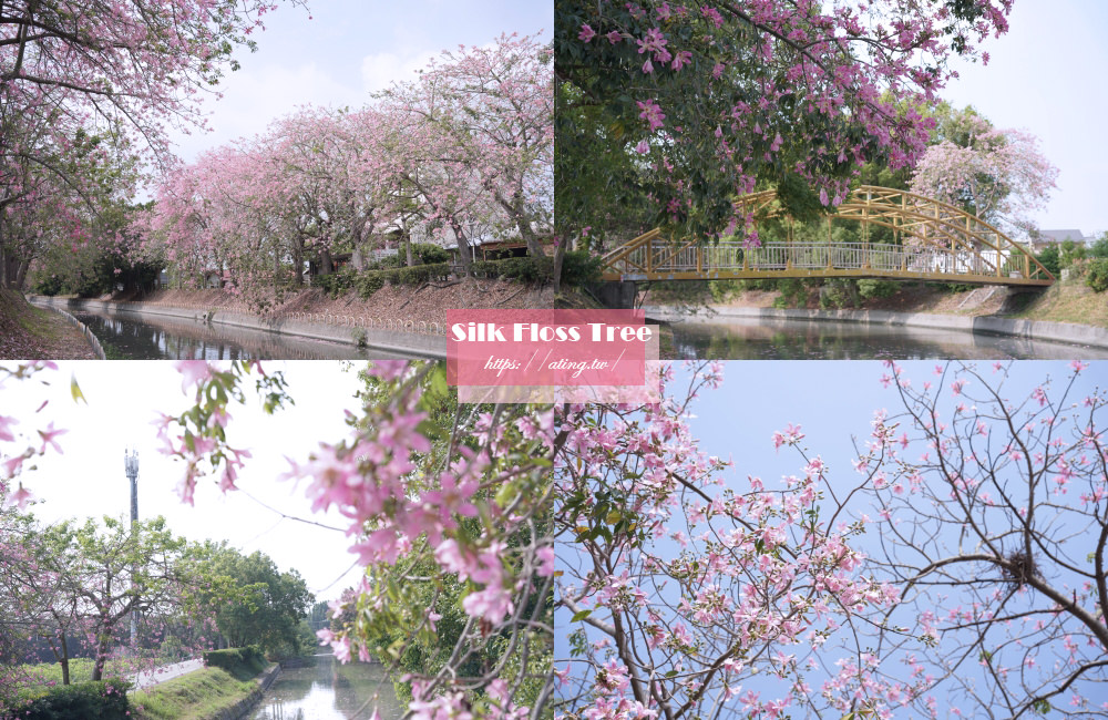Silk floss tree Beidou 2022 14