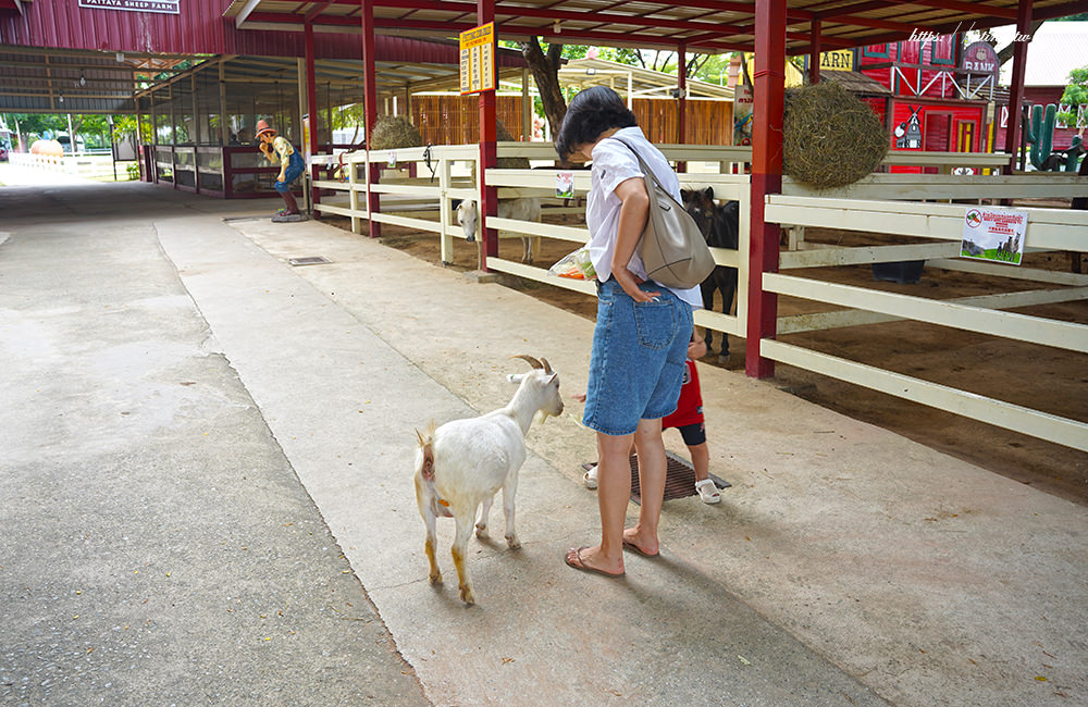 family park pattaya sheep farm 08
