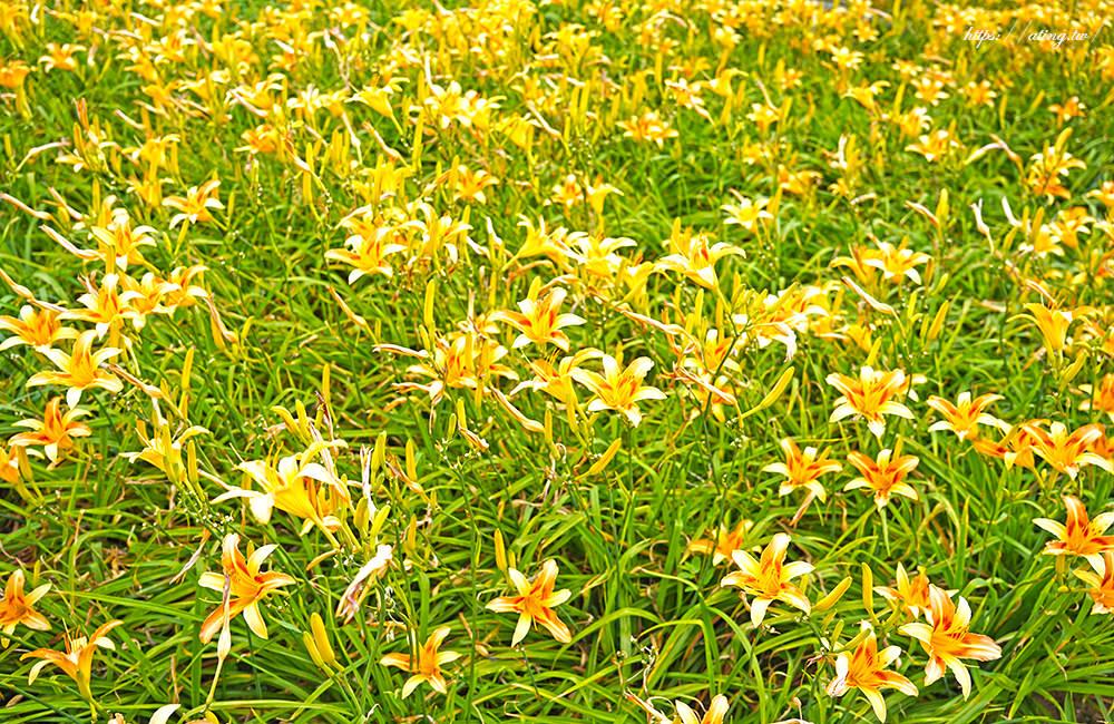 orange daylily taichung 04