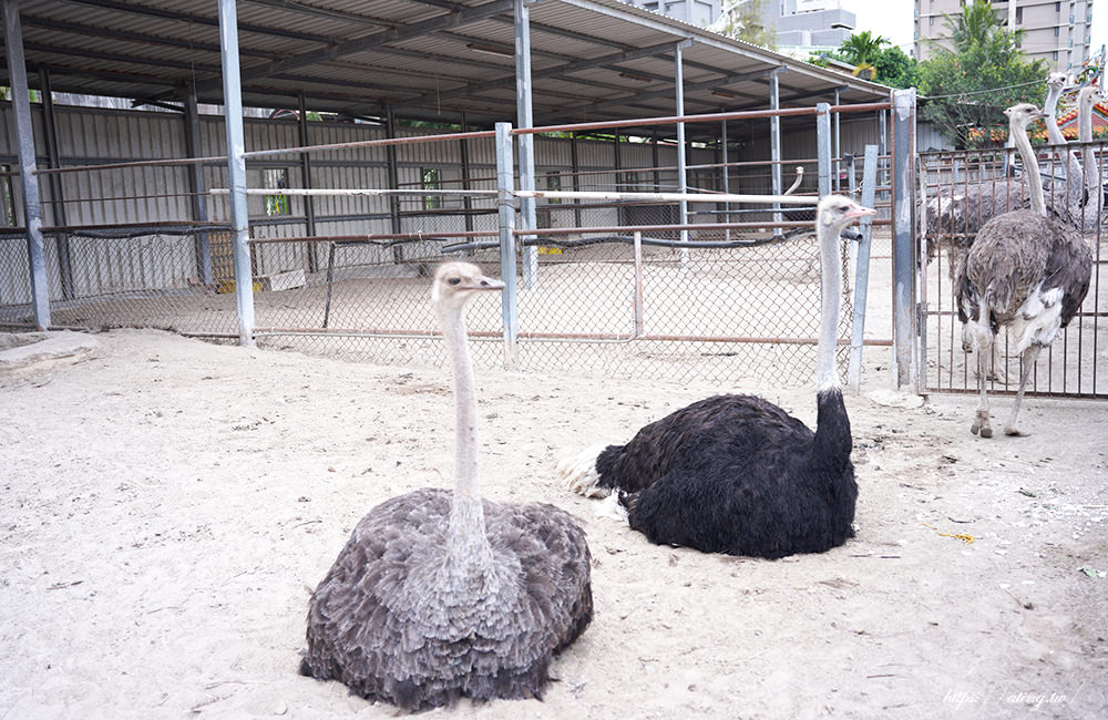 taichung ostrich farm 01