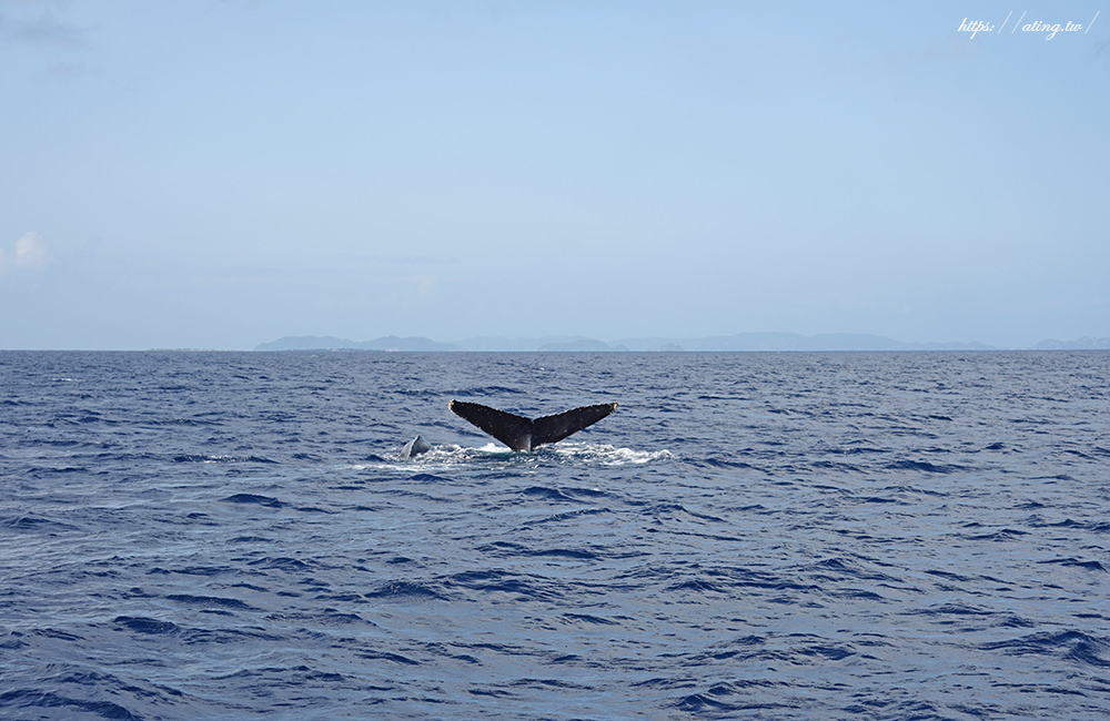 whale watching cruise Okinawa 03