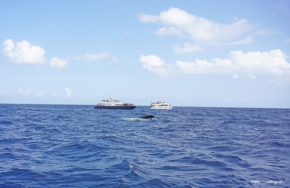 whale watching cruise Okinawa 08