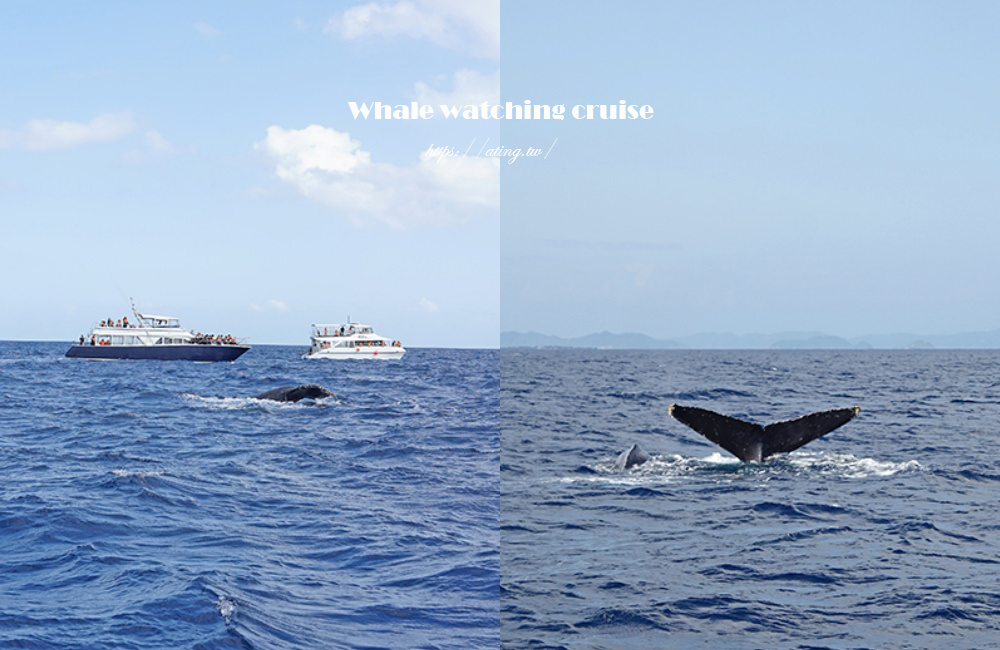whale watching cruise Okinawa 09